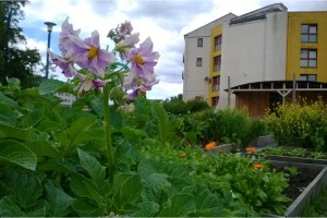 Clovie garden plants listing