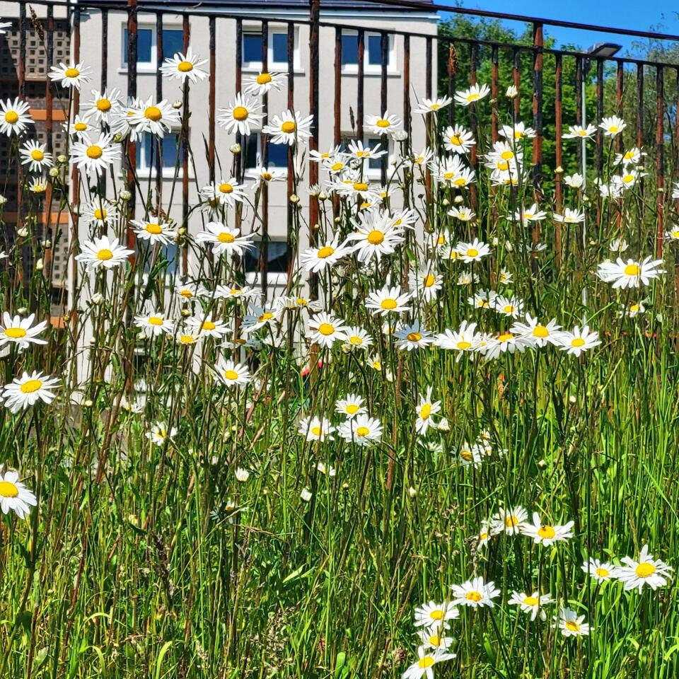 4 flat 8 cg photo entry detail