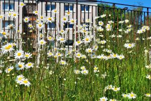 4 flat 8 cg photo entry listing